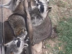 -灵玲国际马戏城