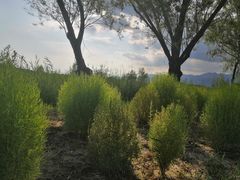 -野鸭湖国家湿地公园