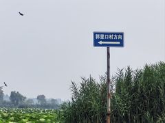 -白洋淀景区