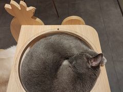 -飞行喵MR PILOT|猫舍·猫咖(静安大融城店)