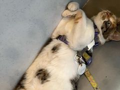 -Again Coffee Roaster(香蜜湖店)