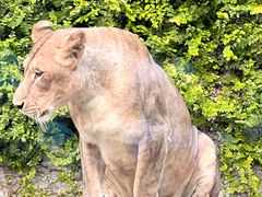 -清迈夜间动物园