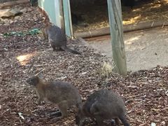 -费瑟代尔野生动物园