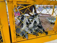 -合肥野生动物园
