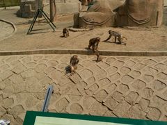 android_upload_pic-哈尔滨北方森林动物园