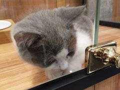 -袖虎·猫馆(体育西路店)