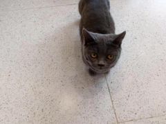 -飞行喵MR PILOT|猫舍·猫咖(静安大融城店)