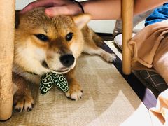 -逗柴咖啡屋·狗咖猫咖宠物桌游