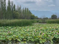 -野鸭湖国家湿地公园