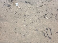 -青岛第一海水浴场