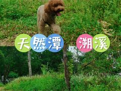 -杨梅坑
