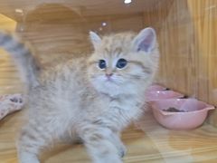 -小猫来了猫舍(福田店)