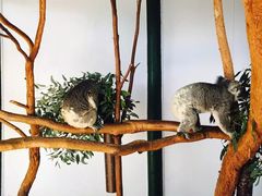 -费瑟代尔野生动物园