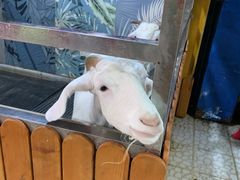 -上海大自然野生昆虫馆(东方明珠·爬宠昆虫探索中心)