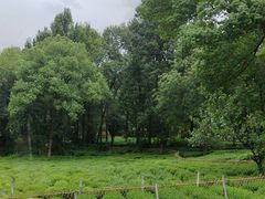 -野蔓果·山野菜(西湖景区·龙井茶田店)