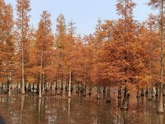 -白鹭湾湿地公园