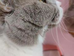 -我爱猫咪·猫咖·狗咖·安哥拉兔·羊驼咖(小寨华旗店)