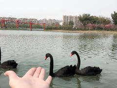-吴江公园