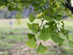 -黄椅山火山森林公园