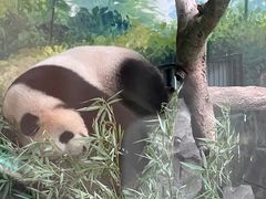 -红山森林动物园