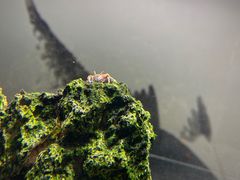-洪焱重庆老火锅(万福花园店)