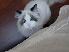 -猫十亿·布偶金渐层·曼基康矮脚猫舍(青年路店)