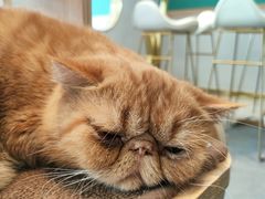 -飞行喵MR PILOT|猫舍·猫咖(静安大融城店)