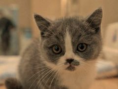 -BABIT巴比特宠物(MOMOPARK店)