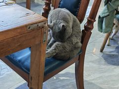 -猫小院猫主题餐厅(南锣旗舰店)