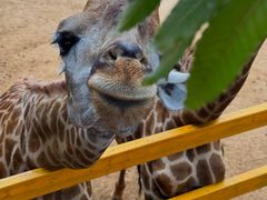 -西霞口神雕山野生动物世界