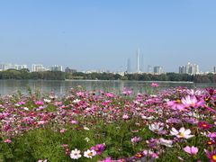 -海珠湖公园
