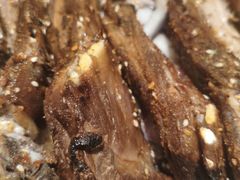 -羊门客在·烤盐池滩羊·川菜