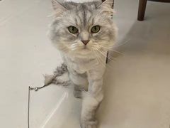 -关爱宠物医院·猫科中心·消化科(滨湖万达分院)