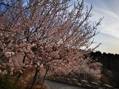 -北京西山国家森林公园