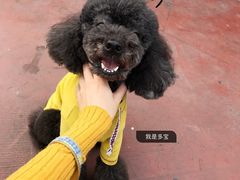 -MOLLY'S萌宠生活馆