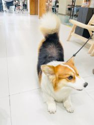 -DL HOPE明星造型