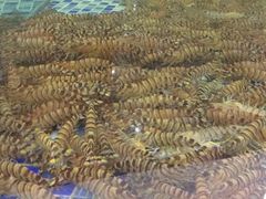 -海鲜码头·中国菜