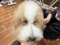 -鑫艺宠物美容培训学校