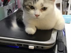 -喵的天空名猫咖啡馆·撸猫·猫舍·用品