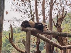 -都江堰中华大熊猫苑