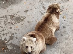 -哈尔滨北方森林动物园