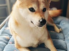 -FAELING PETS美天灵宠物(富力广场店)