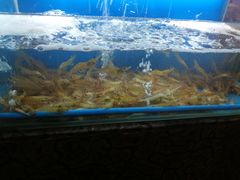 水产区-芭菲盛宴·环球美食(北城国际店)