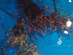 android_upload_pic-蓝港海鲜厨房(金水路店)
