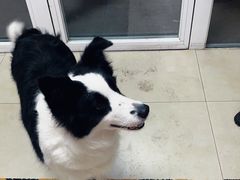 -宠福鑫康馨动物医院·骨科·眼科