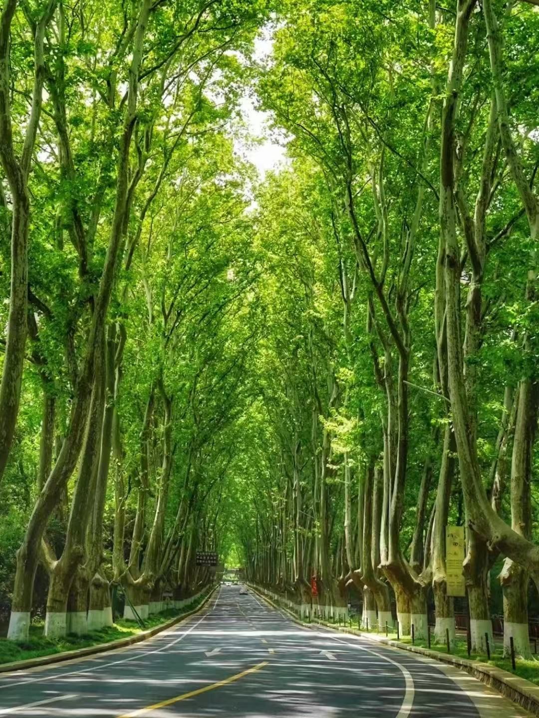 树林里的绿色穿梭