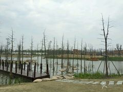 -上海长兴岛郊野公园