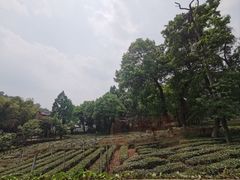 -野蔓果·山野菜(西湖景区·龙井茶田店)