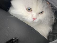 -Pets First伊珊娜洗护·精致美容·家庭式寄养(新会路店)