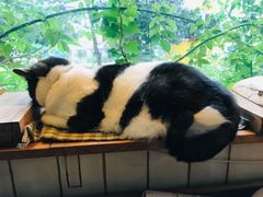 -海边的猫和咖啡馆